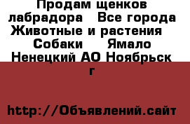 Продам щенков лабрадора - Все города Животные и растения » Собаки   . Ямало-Ненецкий АО,Ноябрьск г.